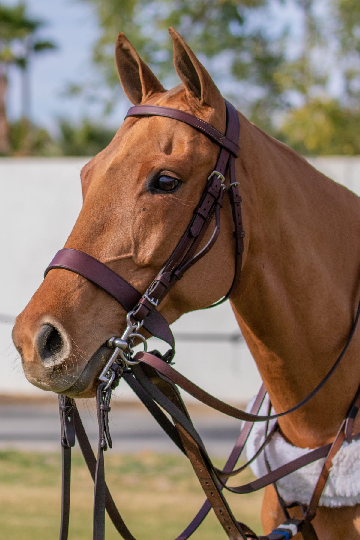 Domestic Polo Bridle-Pelham