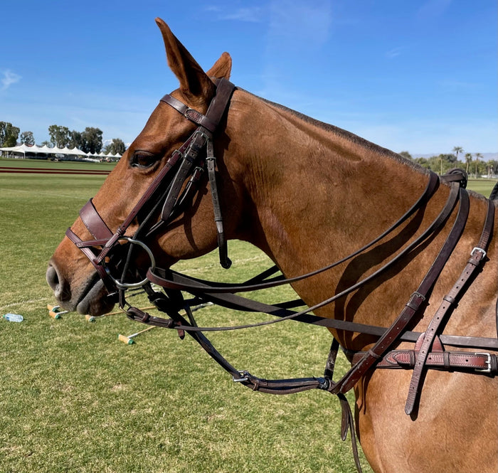 Polo Bridles