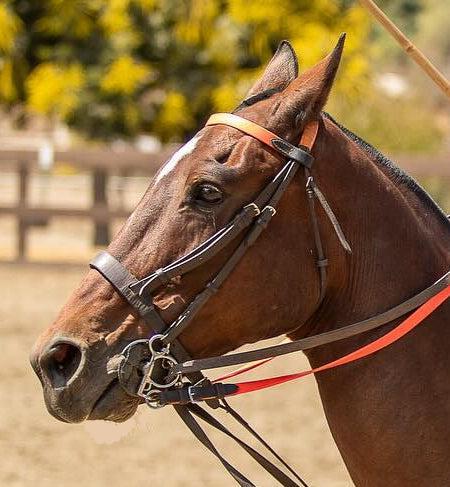 Techno Browbands