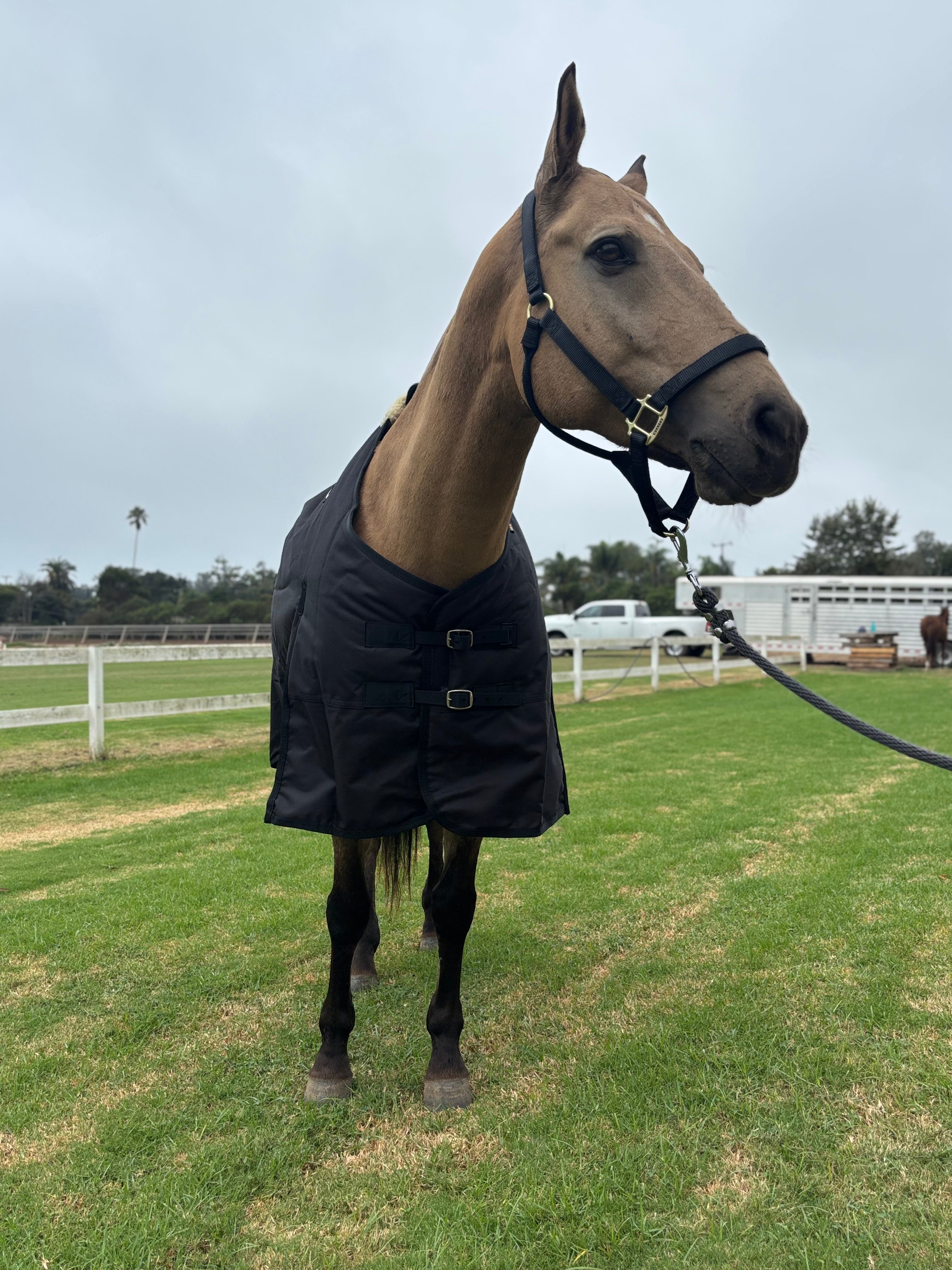 その他 ALL WEATHER BLANKET All Weather Overnight Blanket - Jackson Hole Horse Emporium
