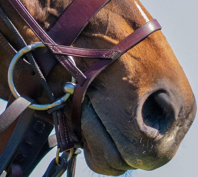Polo Drop Noseband CE